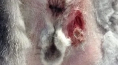 Чи можна харчуватися кошенят і дорослих кішок тільки мокрого корму